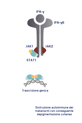 JAK-STAT_Signalling_Mobile.png