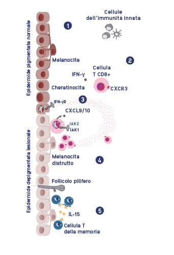 Immunopathology_Mobile.png