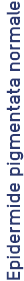 Normal_pigmented_epidermis